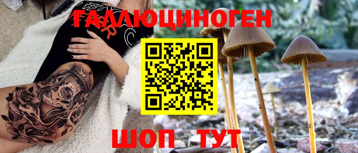 Псилоцибиновые грибы Psilocybine cubensis Вологда